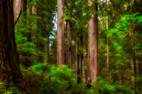 Redwoods NP